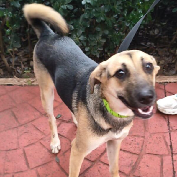 Dog sighting photo