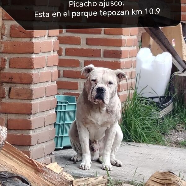 Foto del avistamiento de perro