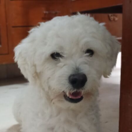 Dog sighting photo